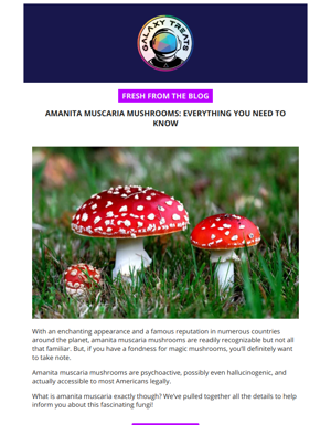Amanita Muscaria Mushrooms: Everything You Need To Know 🤓