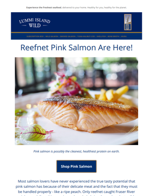 Fresh Off The Boat!⚓Reefnet Pink Salmon Is Here!