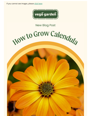 How To Grow Calendula 🌼