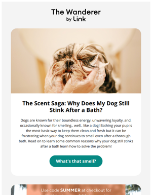 🐕Why Does My Dog Still Stink After A Bath?+ 50% Off Sale