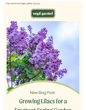 Create A Fragrant (and Beautiful) Garden This Spring!