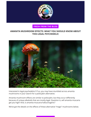 Amanita Mushroom Effects: What You Should Know About This Legal Psychedelic 🍄